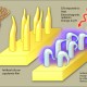The Material Resembling Cilia