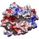 HLA-B protein