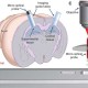 New Technique to See Neurons of the Deep Brain