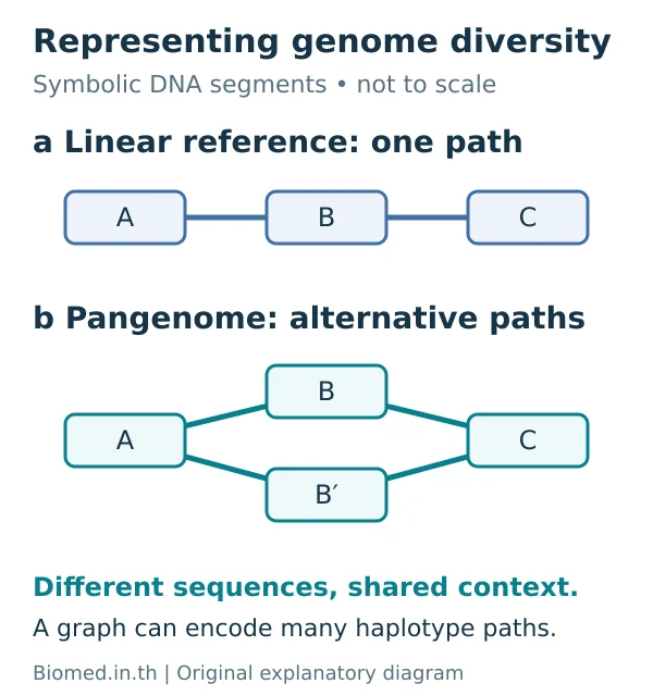 เปรียบเทียบจีโนมอ้างอิงเส้นตรงหนึ่งเส้นทางกับกราฟ pangenome ที่มีเส้นทางลำดับ DNA ทางเลือก