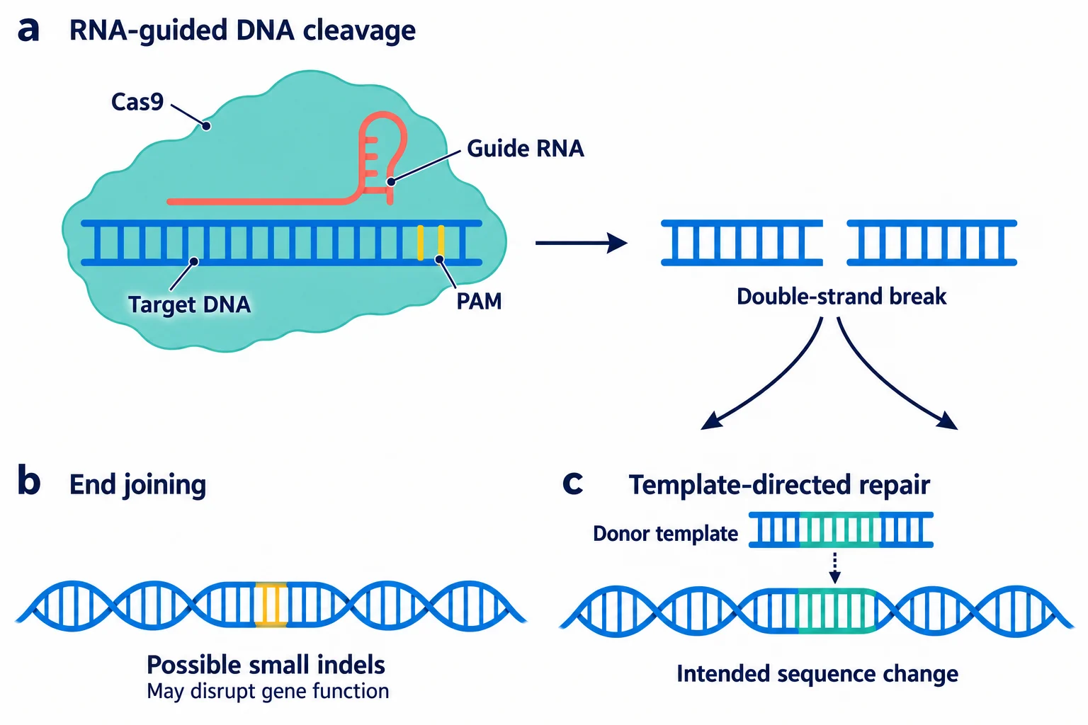 แผนผัง Cas9 และ RNA นำทางจับ DNA เป้าหมายใกล้ PAM ทำให้เกิดรอยตัดสองสาย แล้วแยกเป็นการเชื่อมปลาย DNA หรือการซ่อมโดยอาศัยแม่แบบ