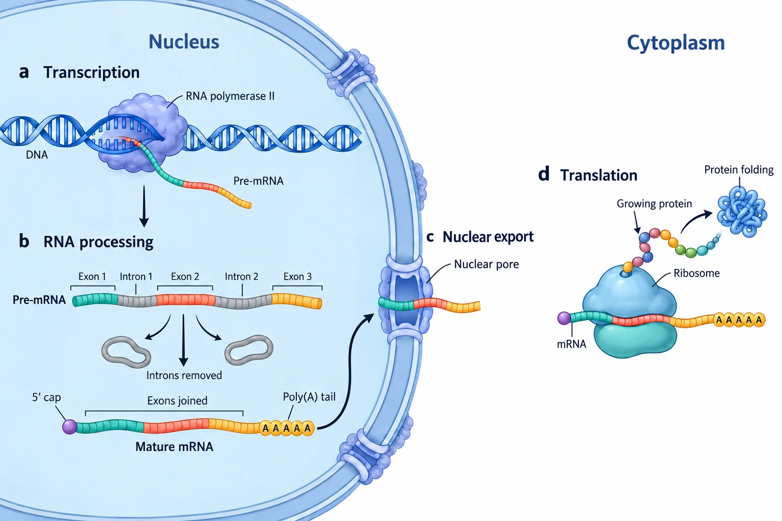กระบวนการตามธรรมชาติของ mRNA ในเซลล์มนุษย์ ตั้งแต่ถอดรหัส DNA และปรับแต่ง RNA ในนิวเคลียส ส่งออกผ่านรูนิวเคลียส แล้วแปลรหัสเป็นโปรตีนที่ไรโบโซมในไซโทพลาซึม