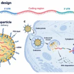 โครงสร้าง mRNA อนุภาคไขมันนำส่ง และการปล่อย mRNA ในไซโทพลาซึมเพื่อสร้างโปรตีนที่ไรโบโซม