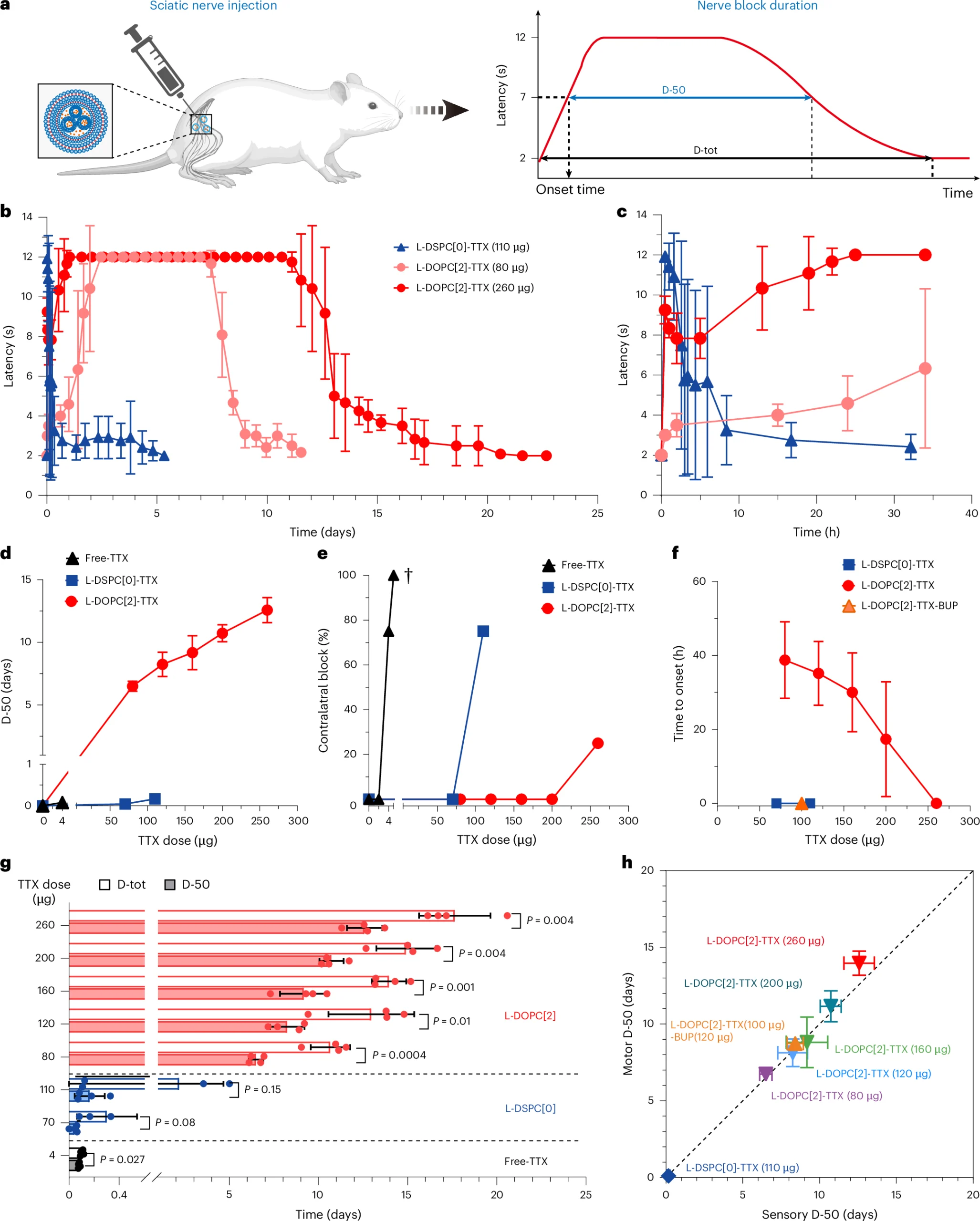 Figure 4 แสดงการฉีดรอบเส้นประสาทไซแอติกในหนูแรต กราฟผลบล็อกตามเวลาและขนาดยา ผลที่ขาข้างไม่ฉีด เวลาเริ่มออกฤทธิ์ และความสัมพันธ์ระหว่างการบล็อกความรู้สึกกับการเคลื่อนไหว