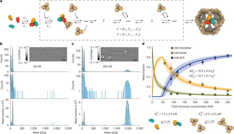 แผนภาพการประกอบตัวของอนุภาคคล้ายไวรัส mi3-VLP และผลการวัดมวลด้วย mass photometry