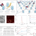 Figure 1 แสดงโครงสร้าง MOF-Vac ภาพวัสดุนาโน และกราฟการปล่อยแอนติเจนกับการตอบสนองทางภูมิคุ้มกัน
