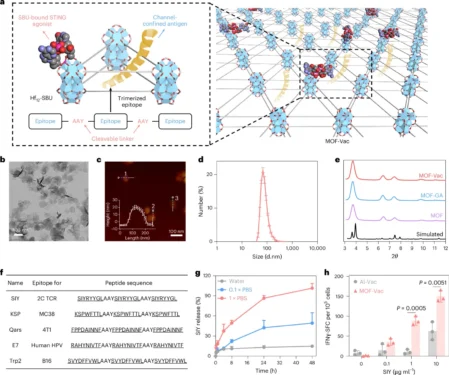 Figure 1 แสดงโครงสร้าง MOF-Vac ภาพวัสดุนาโน และกราฟการปล่อยแอนติเจนกับการตอบสนองทางภูมิคุ้มกัน