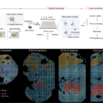 ภาพสองส่วนของ SpaceA: A ขั้นตอนติดรหัสตำแหน่งและเตรียมตัวอย่างอ่านลำดับ DNA; B แผนที่ชิ้นเนื้อตัวอ่อนหนูช่วง E11.5 ถึง E14.5 แสดงกลุ่มสมอง ตับ และเนื้อเยื่อพยุงด้วยสีต่างกัน