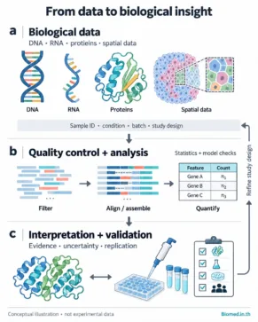 ภาพแนวคิด Bioinformatics แสดง DNA, RNA, โปรตีน และข้อมูลเชิงพื้นที่ ผ่านการตรวจคุณภาพ การจัดเรียงลำดับและนับข้อมูล ก่อนตีความ ตรวจสอบผล และปรับแผนการศึกษา