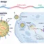 โครงสร้าง mRNA อนุภาคไขมันนำส่ง และการปล่อย mRNA ในไซโทพลาซึมเพื่อสร้างโปรตีนที่ไรโบโซม
