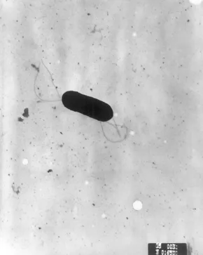 ภาพขาวดำจากกล้อง TEM ของเชื้อ Listeria monocytogenes รูปแท่ง พร้อมแฟลเจลลาเส้นบางยื่นรอบเซลล์