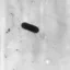 ภาพขาวดำจากกล้อง TEM ของเชื้อ Listeria monocytogenes รูปแท่ง พร้อมแฟลเจลลาเส้นบางยื่นรอบเซลล์